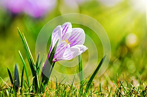 White spring Crocus