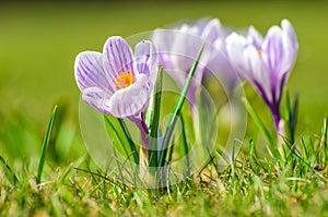White spring Crocus