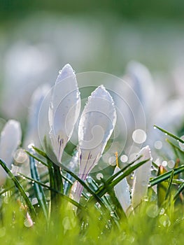 White spring crocus with water drops