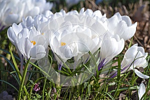White spring crocuses Crocus vernus close-up