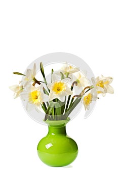 White Spring Daffodil Flower bunch