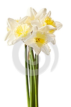 White Spring Daffodil Flower Bunch