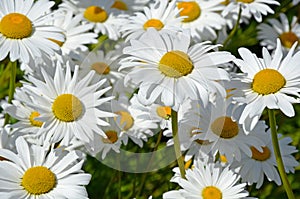 White spring daisies