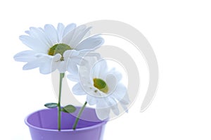 White spring daisies