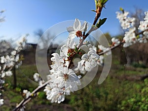 white spring flower - close-up