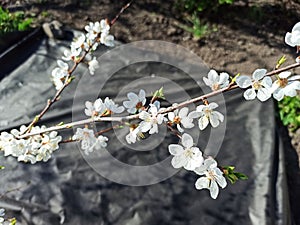 white spring flower - close-up