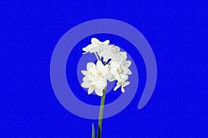White spring flower closeup on blue background