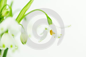 White spring flower with copyspace