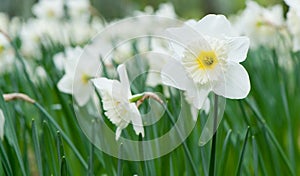 White spring flower Narcissus