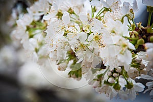 White spring flowers