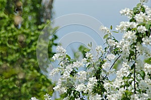 White spring flowers