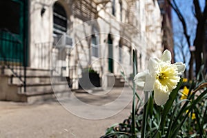 White Spring Flowers along a Residential Sidewalk on the Upper East Side of New York City