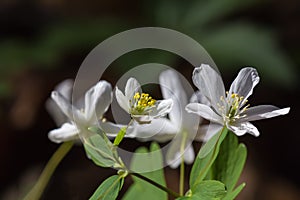 White Spring flowers Anemone memorosa