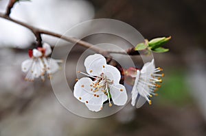 White spring flowers of apricot on branches on nature background
