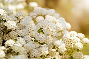 White spring flowers background with Spiraea cantoniensis. Blooming bush