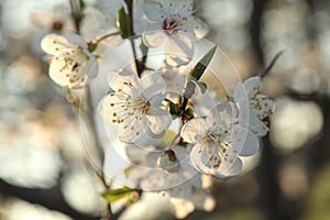 White spring flowers blooming on a tree