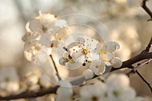 white spring flowers blooming on a tree close up of branch illuminated by the morning sun springtime april