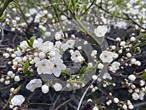 A beautiful nature scene with a blooming tree