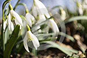 White spring flowers close-up in the light of the sun, snowdrops in the spring.