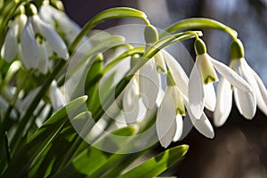 White spring flowers close-up in the light of the sun, snowdrops in the spring.