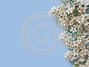 White Spring flowers. Flower border on the right on a pastel blue background. Beautiful frame for holiday greetings.