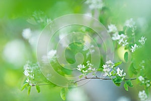 White spring flowers. Flowering Serviceberry, Amelanchier alnifolia