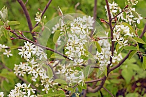 White spring flowers. Flowering Serviceberry Amelanchier canadensis