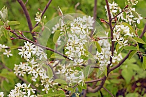 White spring flowers. Flowering Serviceberry Amelanchier canadensis photo