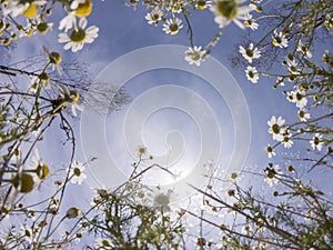 White spring flowers frame of a bug`s eye perspective