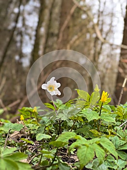 White spring flowers with green leaves in the forest