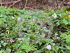 White spring flowers with green leaves in the forest