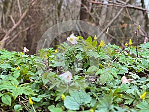 White spring flowers with green leaves in the forest