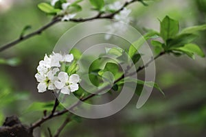 White spring flowers with green leaves in a garden, close up