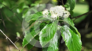 White spring flowers and green leaves of Whitebeam tree in moderate wind, 4K