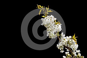 White spring flowers isolated on black background. Fruit tree branch. Peach blossom isolated. Cherry blossom branch