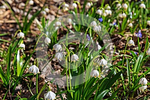 White spring flowers. Leucojum aestivum