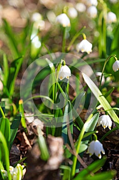 White spring flowers. Leucojum aestivum