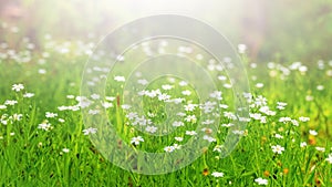 White spring flowers on a meadow among green grassin the sunlight, spring background