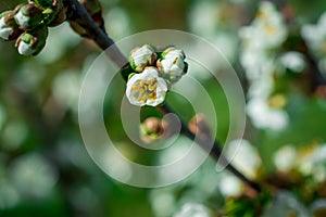 White spring flowers in park