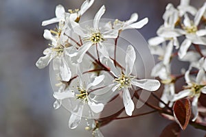 White spring flowers. Serviceberry (Amelanchier) photo