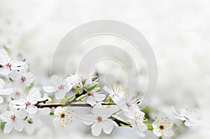 White spring flowers on a tree branch