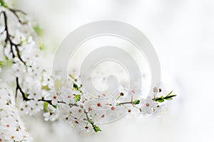 White spring flowers on a tree branch