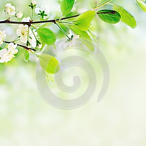 White spring flowers on a tree branch