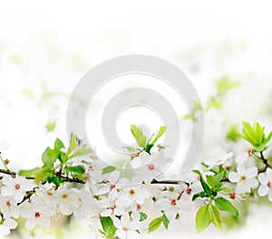 White spring flowers on a tree branch