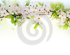 White spring flowers on a tree branch