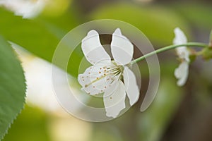 White spring flowers of a tree