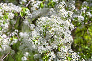 Fresh spring flowers