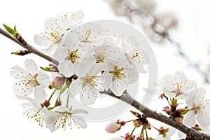 White Spring Flowers on a Tree Branch Over White Background
