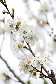 White Spring Flowers on a Tree Branch Over White Background