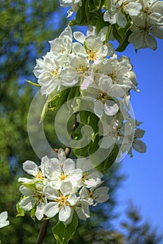Biely jar kvety na strom vetva 